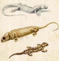 Study of a Lizard a Chameleon and a Salamander